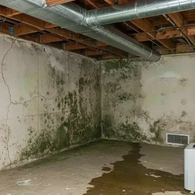 Professional Mold Removal in Jerome, IL